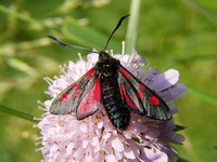 Zygaena angelicae - Slender Scotch Burnet