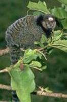 Image of: Callithrix penicillata (black-pencilled marmoset)