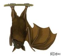 Image of: Pteropus scapulatus (little red flying fox)