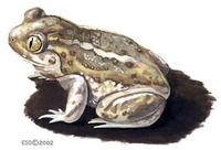 Image of: Spea bombifrons (plains spadefoot)