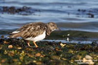 Arenaria interpres - Ruddy Turnstone