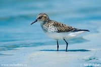 Calidris minuta - Little Stint