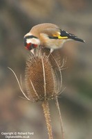 Carduelis carduelis - European Goldfinch