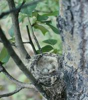 Dendroica petechia - Yellow Warbler