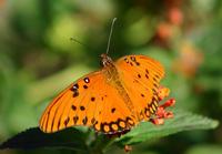 Image of: Agraulis vanillae (gulf fritillary)