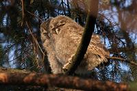 Athene noctua - Little Owl