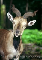 Capra falconeri - Markhor