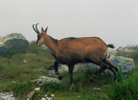 Rupicapra rupicapra - Alpine Chamois