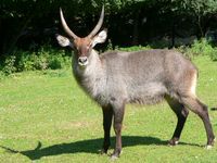 Kobus ellipsiprymnus ellipsiprymnus - Waterbuck