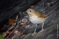 Image of: Catharus fuscescens (veery)