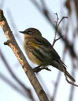 Image of: Dendroica townsendi (Townsend's warbler)