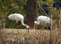 Image of: Grus leucogeranus (Siberian crane)