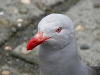 Image of: Leucophaeus scoresbii (dolphin gull)