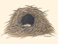 Image of: Pittidae (pittas)