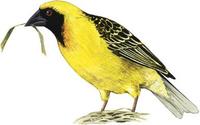 Image of: Ploceus cucullatus (village weaver)