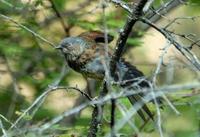 Image of: Prunella immaculata (maroon-backed accentor)