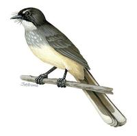 Image of: Rhipidura rufiventris (northern fantail)