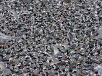 Image of: Sterna elegans (elegant tern)