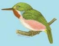 Image of: Todus multicolor (Cuban tody)