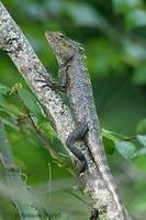 Image of: Calotes