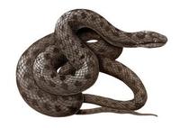 Image of: Coronella austriaca