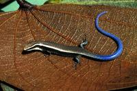 Image of: Micrablepharus maximiliani