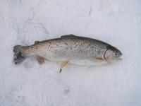 Oncorhynchus mykiss - Baiser