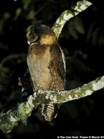 Brown Wood Owl - Strix leptogrammica