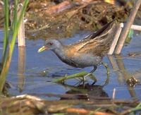 Little Crake - Porzana parva