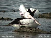 Australian Pelican - Pelecanus conspicillatus