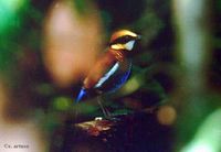 Banded Pitta - Pitta guajana