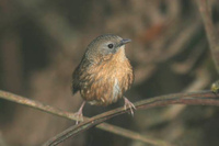 Tawny-breasted Wren Babbler - Spelaeornis longicaudatus