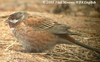 Pine Bunting - Emberiza leucocephalos