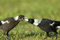 Australian Magpie