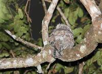 Great Potoo (Nyctibius grandis) photo