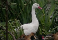 Coscoroba Swan - Coscoroba coscoroba