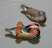 Mandarin Duck - Aix galericulata