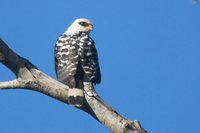 Black-faced Hawk - Leucopternis melanops