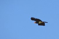 Red-throated Caracara - Ibycter americanus