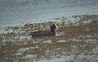 Caribbean Coot - Fulica caribaea