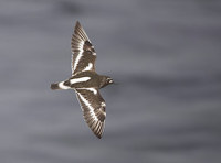 Black Turnstone (Arenaria melanocephala) photo