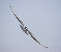 Whiskered Tern (Chlidonias hybridus) photo