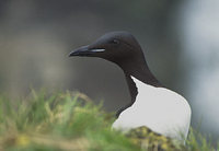 Thick-billed Murre (Uria lomvia) photo