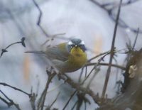 Crescent-chested Warbler (Parula superciliosa) photo