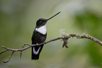 Collared Inca (Coeligena prunellei) photo