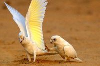 Little Corella - Cacatua sanguinea