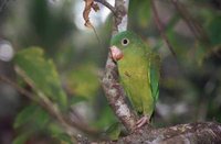 Orange-chinned Parakeet - Brotogeris jugularis