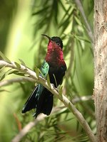 Purple-throated Carib - Eulampis jugularis