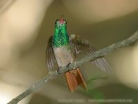 Buff-bellied Hummingbird - Amazilia yucatanensis