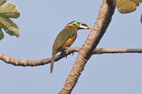 Gould's Toucanet - Selenidera gouldii